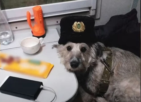 Четырехлапая проводница Николь работает на эвакуационном поезде: всегда знает, к кому подойти